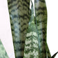 Snake Plant Zeylanica (X-Large)