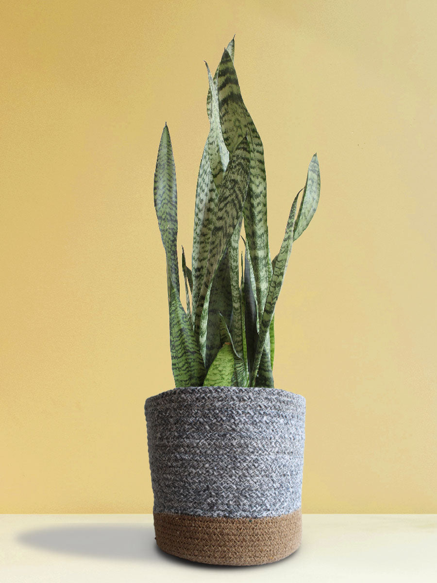 Buy Snake Plant Zeylanica in eco-friendly grey pot