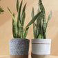 Statement Snake Plants Duo