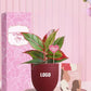 stylish desk plants for women's day celebrations at work