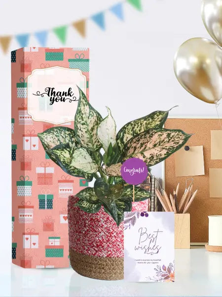 stylish indoor plants for employee anniversary giving