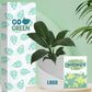 stylish medium sized desk plants for earth day celebrations