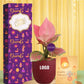 stylish pink aglaonema plant for corporate diwali gift