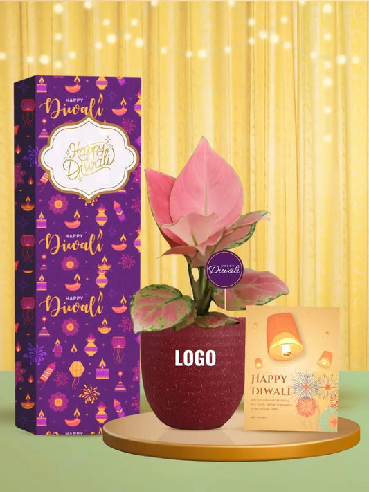 stylish pink aglaonema plant for corporate diwali gift