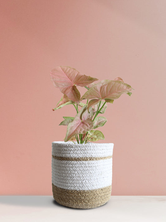 Syngonium Neon Robusta (Medium)