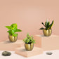Three Plants Combo for Home Decor in Metal Pots (Small)