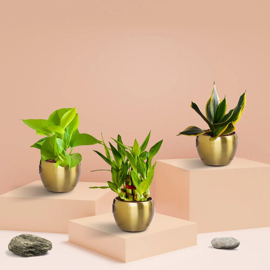 Table Top Plants | Buy Table Plants for Home – Greenkin