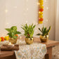 Vastu Plants Combo in Metal Pots (Small)