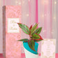 wedding return gifts for grooms guests aglaonema plant