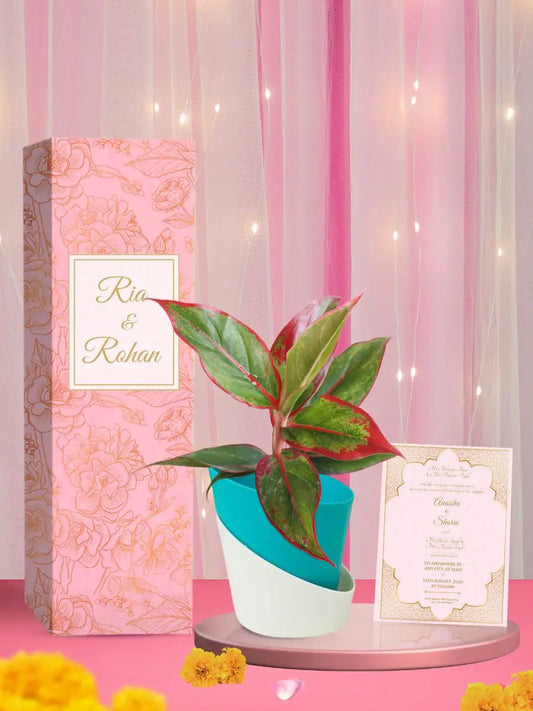 wedding return gifts for grooms guests aglaonema plant