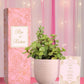 wedding return gifts under 500 with beautiful jade plant