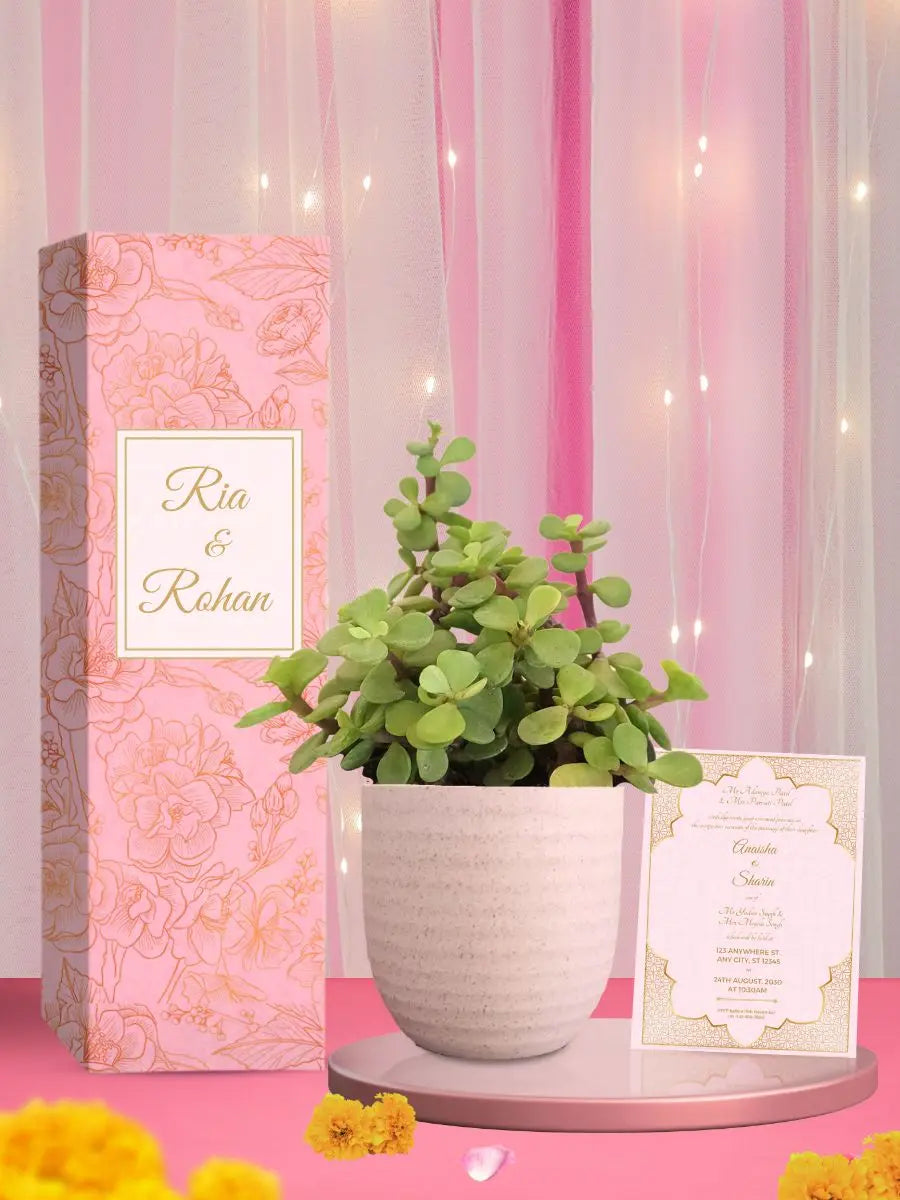 wedding return gifts under 500 with beautiful jade plant