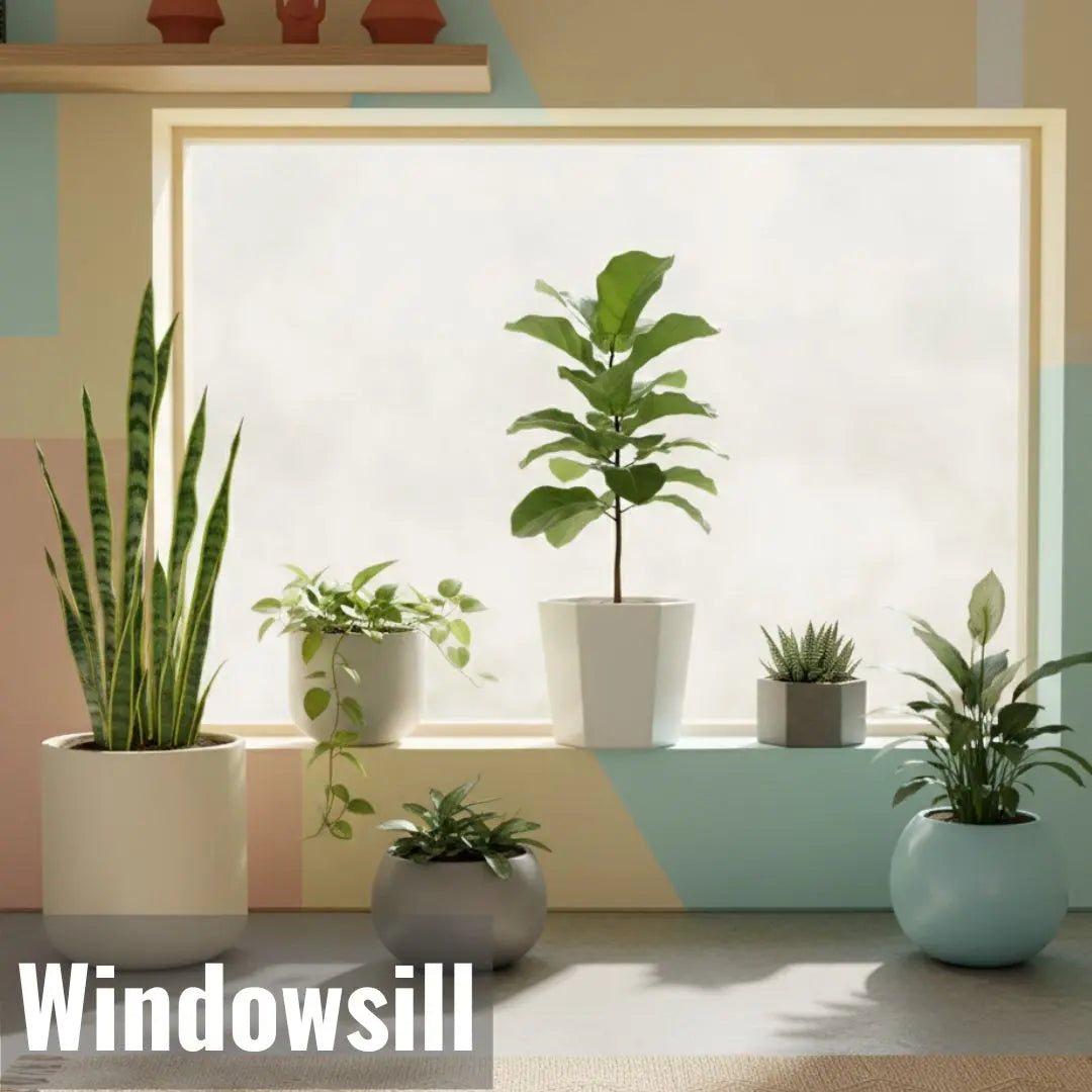 buy window plants that can tolerate heat and sun