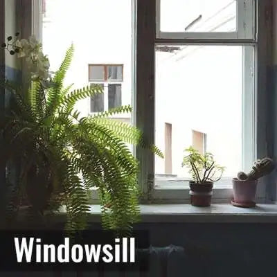 buy window plants that can tolerate heat and sun