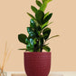 ZZ Green Plant (Small) in Eco Pot