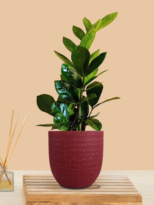 ZZ Green Plant (Small) in Eco Pot