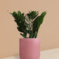 ZZ Green Plant in Ceramic Pot (Medium)