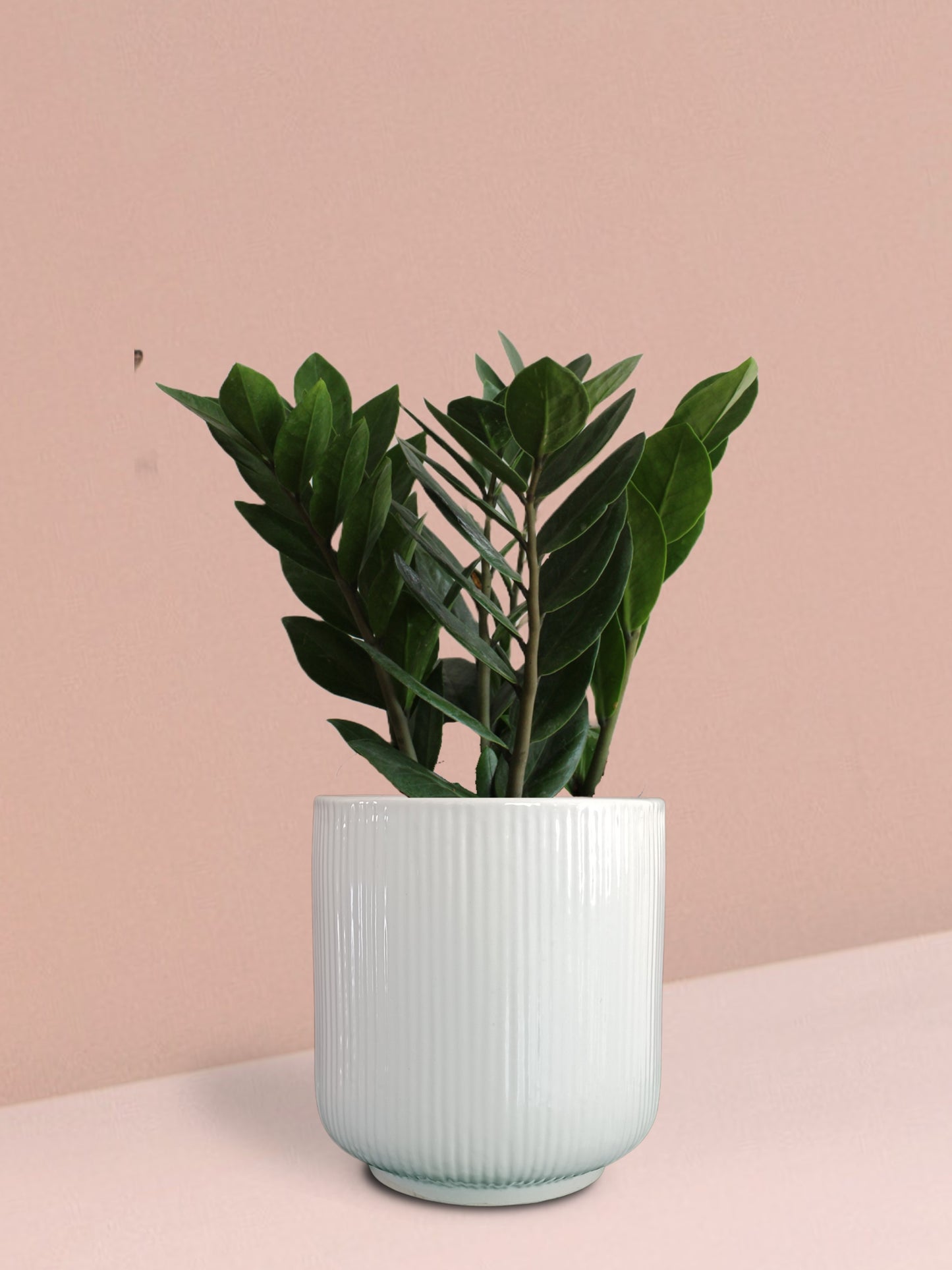 ZZ Green Plant in Ceramic Pot (Medium)