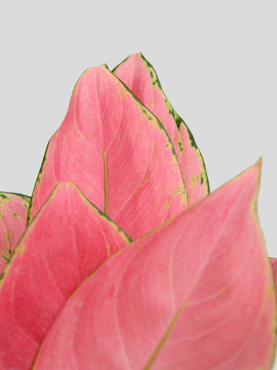 Gift colorful small indoor plant Aglaonema pink Anjamani in premium ceramic Hawaiian pot in India 