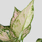 Order lovely indoor plant Aglaonema Valentine in a premium pink cotton planter online 
