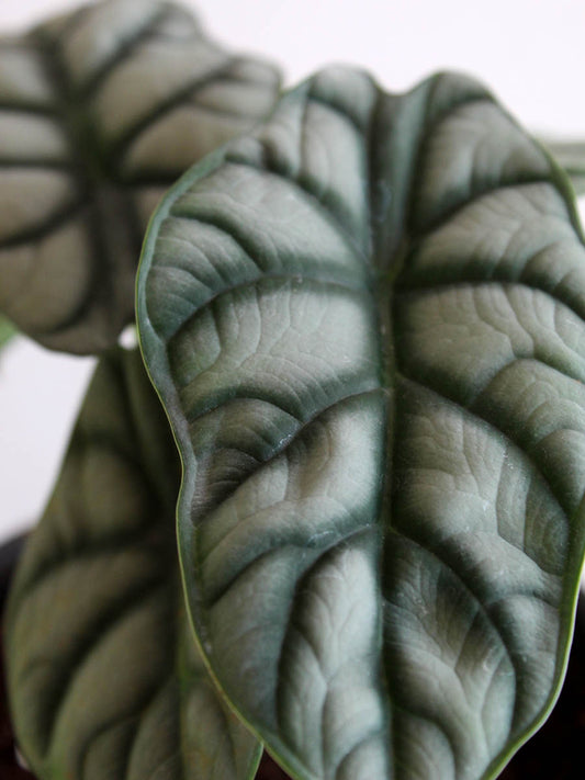 Alocasia Silver Dragon (Medium)