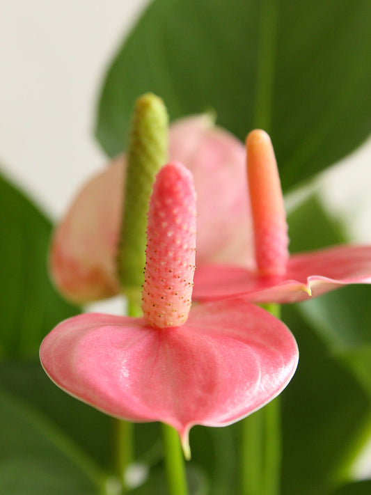 Shades of Anthurium Duo