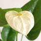 Anthurium White (Medium)