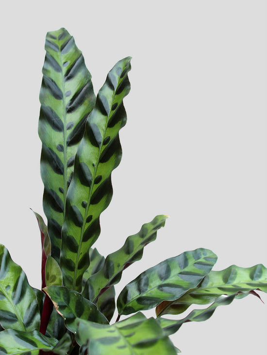 Calathea Rattlesnake (Large) Greenkin
