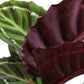 Calathea Roseopicta Illustris (Medium)