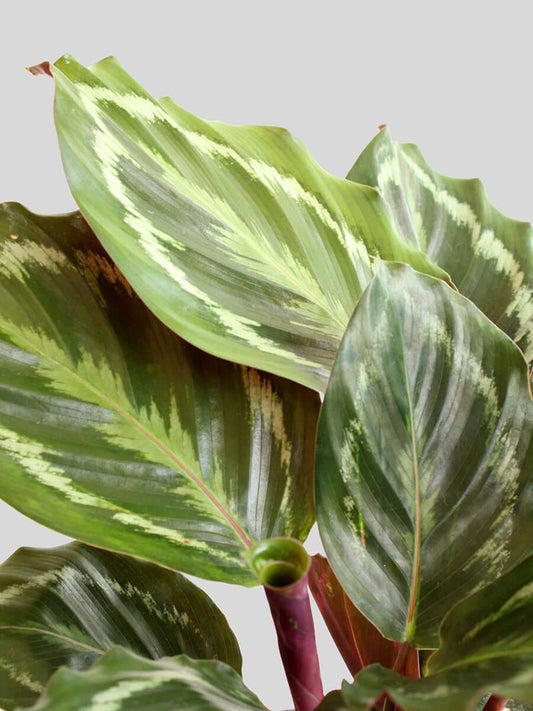 Big Leaf Calatheas