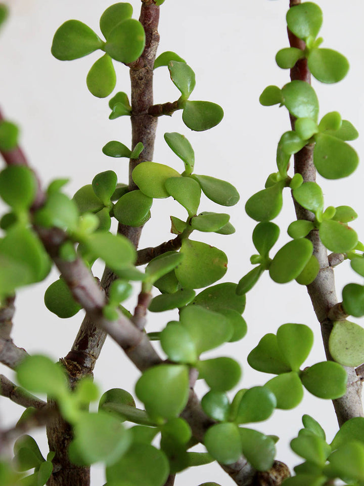 Buy Office Plants Online Office Desk Plants by Greenkin