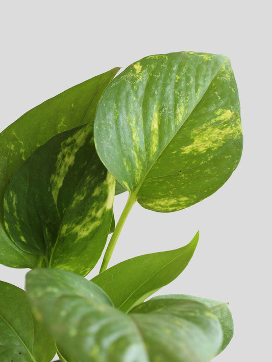 Money Plant Gold King (Medium)
