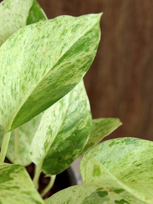Money Plant Marble (Small)