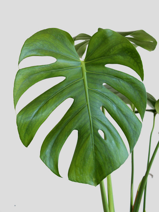 Monstera Deliciosa (X-Large)