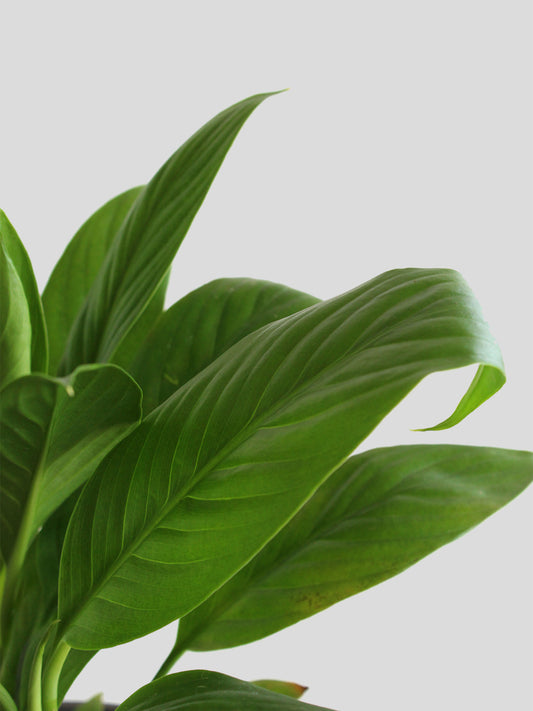 Peace Lily (Medium)