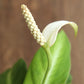 Peace Lily White Stripe (Small)