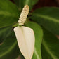 Peace Lily White Stripe (Small)