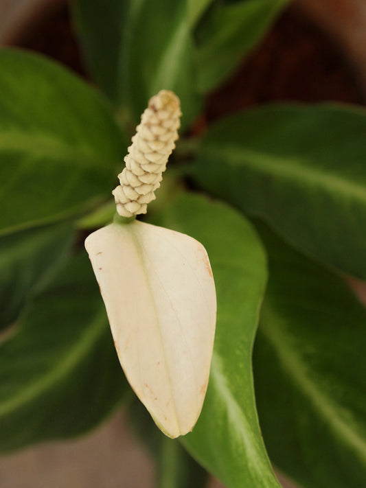 Peace Lily White Stripe (Small)