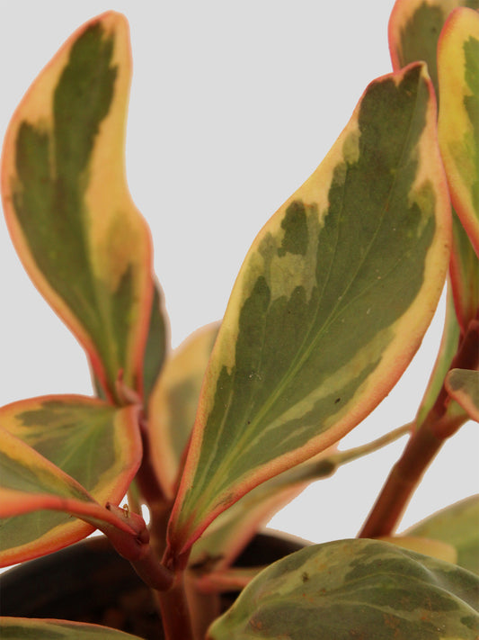 Peperomia Ginny Rainbow (Medium)
