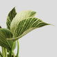Philodendron Birkin (Medium)