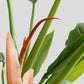 Philodendron Narrow Escape (Large)