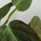 Philodendron Micans (Medium)