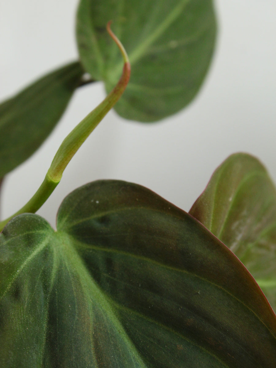 Philodendron Micans (Small)