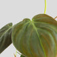 Philodendron Micans (Medium)