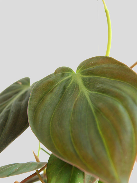 Philodendron Micans (Medium)