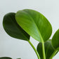 Philodendron Millions (Large)