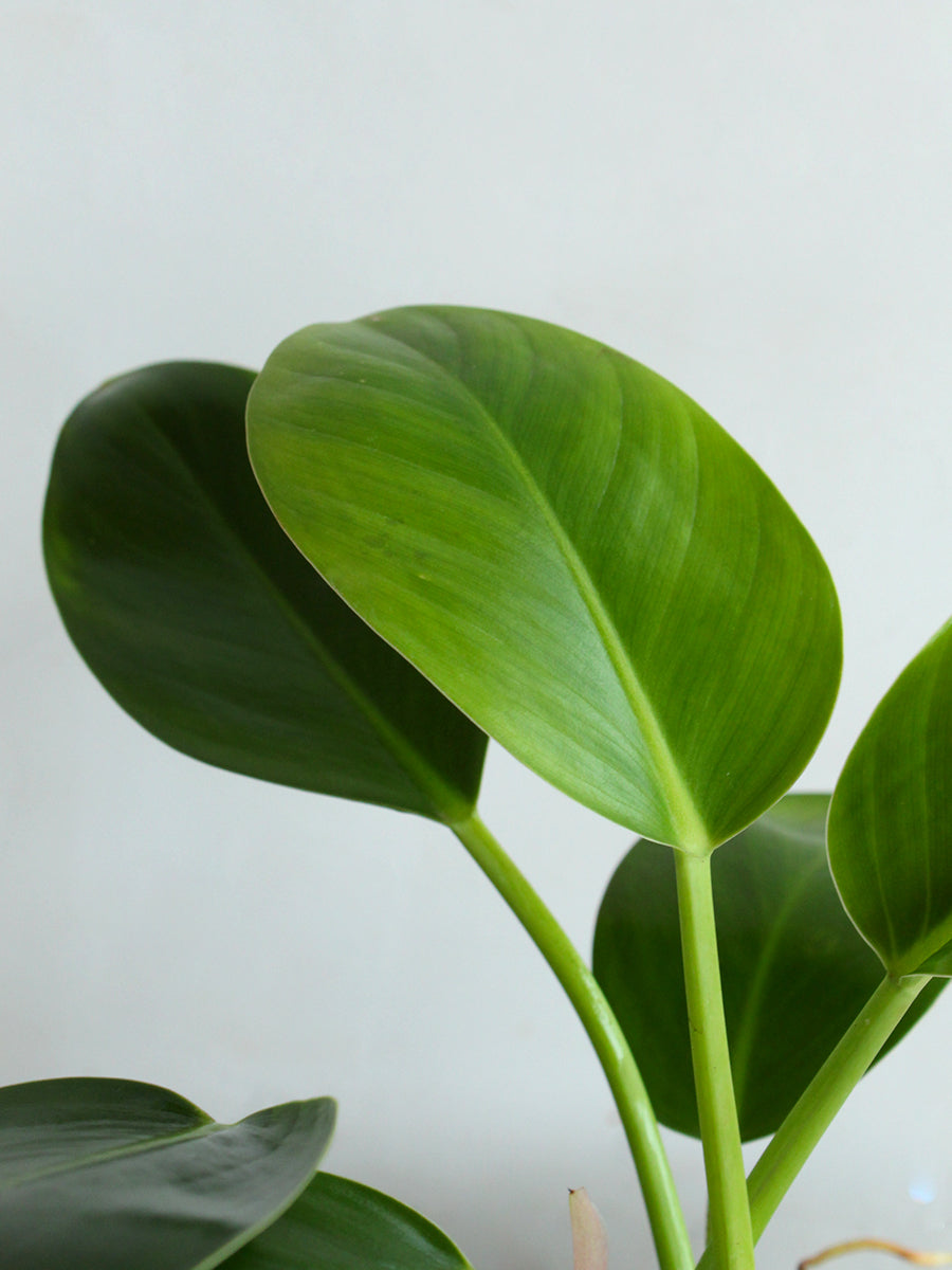 Philodendron Millions (Medium)