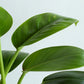 Philodendron Millions (Large)