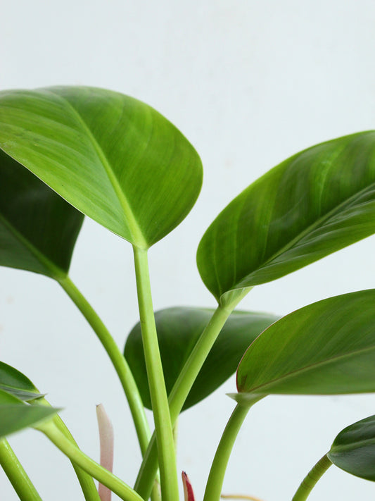 Philodendron Millions (Large)