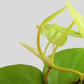 Philodendron Oxycardium Golden (Small)